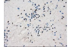 Image no. 4 for anti-Fc gamma RII (CD32) antibody (ABIN1497256) (Fc gamma RII (CD32) Antikörper)