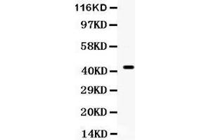 Observed bind size: 44KD (CDC37 Antikörper  (AA 216-378))