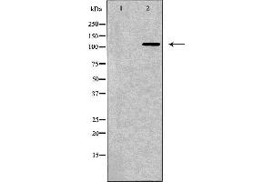 Western blot analysis of NIH-3T3 cell lysate, using BMPR2 Antibody. (BMPR2 Antikörper  (Internal Region))
