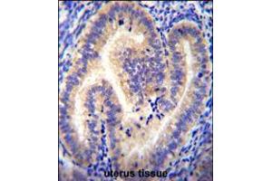 CCDC54 Antibody immunohistochemistry analysis in formalin fixed and paraffin embedded human uterus tissue followed by peroxidase conjugation of the secondary antibody and DAB staining. (CCDC54 Antikörper  (AA 91-119))