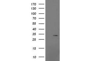 Image no. 2 for anti-Mitochondrial Ribosomal Protein S2 (MRPS2) antibody (ABIN1499562) (MRPS2 Antikörper)