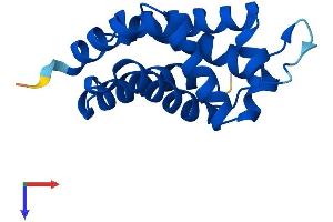 Neuroglobin Protein (NGB) (AA 1-151) (His tag)