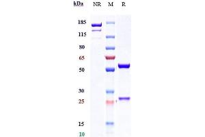 Anti-IL-22 Reference Antibody (fezakinumab) on SDS-PAGE under reducing (R) condition. (Rekombinanter IL22 (Fezakinumab Biosimilar) Antikörper)