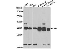 Western blot analysis of extracts of various cell lines, using CRKL antibody. (CrkL Antikörper)