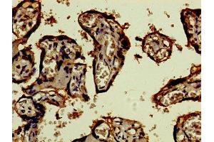 Immunohistochemistry of paraffin-embedded human placenta tissue using ABIN7159320 at dilution of 1:100 (CD46 Antikörper  (AA 164-325))