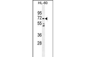 D Antibody (C-term) (ABIN655179 and ABIN2844796) western blot analysis in HL-60 cell line lysates (35 μg/lane). (DPP3 Antikörper  (C-Term))