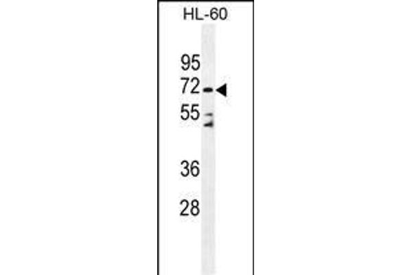 DPP3 Antikörper  (C-Term)