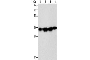 Western Blotting (WB) image for anti-Necdin-Like 2 (NDNL2) antibody (ABIN2432595) (Necdin-Like 2 Antikörper)