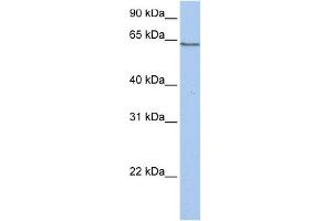 WB Suggested Anti-PCDHA4 Antibody Titration:  0.