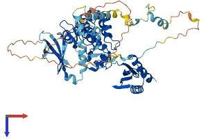 PRKAA1 Protein (AA 1-559) (His tag)