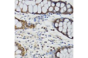 Immunohistochemistry (IHC) image for anti-Ghrelin (GHRL) (AA 1-117) antibody (ABIN6141079)