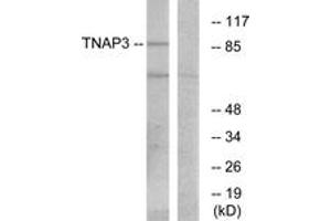 Western blot analysis of extracts from RAW264. (TNFAIP3 Antikörper  (AA 321-370))