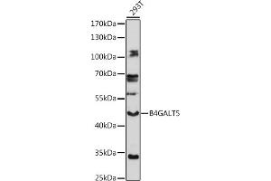 Western Blotting (WB) image for anti-UDP-Gal:betaGlcNAc beta 1,4- Galactosyltransferase, Polypeptide 5 (B4GALT5) (AA 60-160) antibody (ABIN7271202)