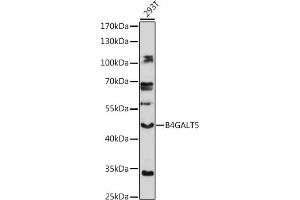 Western blot analysis of extracts of 293T cells, using B4G antibody (ABIN7271202) at 1:1000 dilution. (B4GALT5 Antikörper  (AA 60-160))