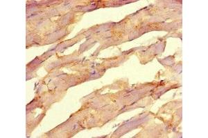 Immunohistochemistry of paraffin-embedded human skeletal muscle tissue using ABIN7162415 at dilution of 1:100 (NR1H2 Antikörper  (AA 1-461))