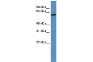 Image no. 1 for anti-Melanoma Antigen Family D, 2 (MAGED2) (AA 67-116) antibody (ABIN6746701) (MAGED2 Antikörper  (AA 67-116))