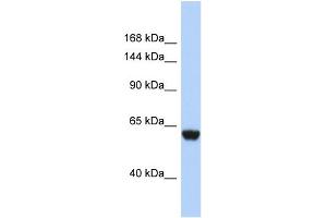 Host:  Rabbit  Target Name:  FHR4  Sample Type:  721_B Whole Cell lysates  Antibody Dilution:  1.