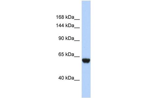 CFHR4 antibody  (N-Term)