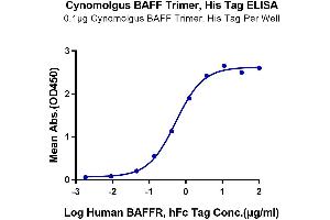 Immobilized Cynomolgus BAFF Trimer, His Tag at 1 μg/mL (100 μL/Well) on the plate. (BAFF Protein (Trimer) (His-Avi Tag))