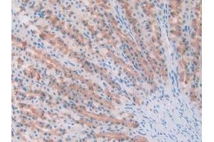 IHC-P analysis of Rat Pancreas Tissue, with DAB staining. (IL1A Antikörper)