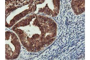 Image no. 1 for anti-CoA Synthase (COASY) antibody (ABIN1497556) (COASY Antikörper)