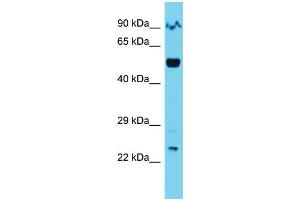 Host: Rabbit  Target Name: Orc2  Sample Tissue: Mouse Lung lysates  Antibody Dilution: 1. (ORC2 Antikörper  (C-Term))