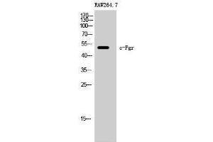 Western Blotting (WB) image for anti-Gardner-Rasheed Feline Sarcoma Viral (V-Fgr) Oncogene Homolog (FGR) (Ser378) antibody (ABIN3183876) (Fgr Antikörper  (Ser378))