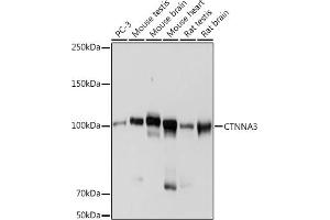 Western blot analysis of extracts of various cell lines, using CTNN antibody (ABIN7266135) at 1:1000 dilution. (CTNNA3 Antikörper)
