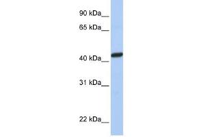 PEX10 antibody used at 1 ug/ml to detect target protein. (PEX10 Antikörper  (C-Term))