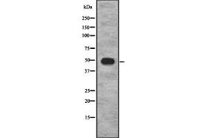 Western blot analysis of COX10 using HeLa whole cell lysates (COX10 Antikörper  (Internal Region))