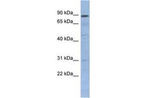 Image no. 1 for anti-Nuclear Factor of kappa Light Polypeptide Gene Enhancer in B-Cells Inhibitor-Like 1 (NFKBIL1) (N-Term) antibody (ABIN6742776) (NFKBIL1 Antikörper  (N-Term))