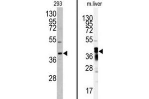 Western Blotting (WB) image for anti-Aflatoxin Beta1 Aldehyde Reductase (AKR7A2) antibody (ABIN3003031) (AKR7A2 Antikörper)