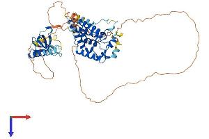 MSL3 Protein (AA 1-521) (His tag)