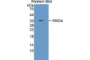 Figure. (TPI1 Antikörper  (AA 1-286))