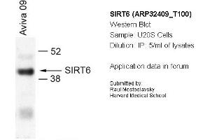 Image no. 1 for anti-Sirtuin 6 (SIRT6) (N-Term) antibody (ABIN182566) (SIRT6 Antikörper  (N-Term))