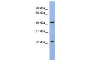 Image no. 1 for anti-Solute Carrier Family 35, Member F1 (SLC35F1) (N-Term) antibody (ABIN6742967) (SLC35F1 Antikörper  (N-Term))