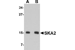 Western blot analysis of SKA2 in 3T3 cell lysate with SKA2 antibody at (A) 0. (FAM33A Antikörper  (N-Term))