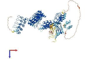 TNKS2 Protein (AA 1-1166) (His tag)