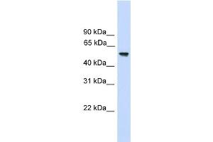 WB Suggested Anti-FZR1 Antibody Titration:  0. (FZR1 Antikörper  (N-Term))