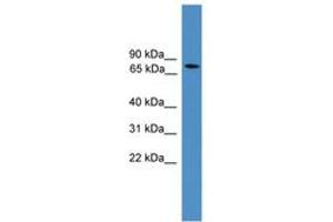 Image no. 1 for anti-Aryl Hydrocarbon Receptor Nuclear Translocator (ARNT) (AA 51-100) antibody (ABIN6745271) (ARNT Antikörper  (AA 51-100))