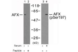 Image no. 2 for anti-Forkhead Box O4 (FOXO4) (pSer197) antibody (ABIN196850) (FOXO4 Antikörper  (pSer197))