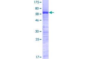 SURF2 Protein (AA 1-256) (GST tag)