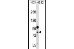 Western blot analysis in NCI-H292 cell line lysates (35ug/lane). (DDX3Y Antikörper  (N-Term))