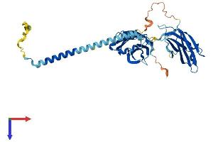 Synaptotagmin V Protein (SYT5) (AA 1-386) (His tag)