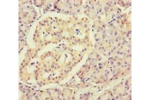 Immunohistochemistry of paraffin-embedded human pancreatic tissue using ABIN7142801 at dilution of 1:100 (RPL34 Antikörper  (AA 2-117))