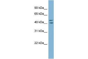 WB Suggested Anti-ZNF517 Antibody Titration:  0. (ZNF517 Antikörper  (Middle Region))