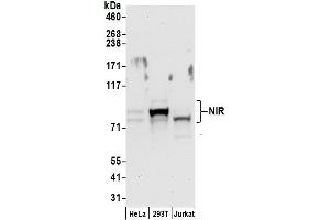 Western Blotting (WB) image for anti-Nucleolar Complex Associated 2 Homolog (NOC2L) (AA 699-749) antibody (ABIN7453539)