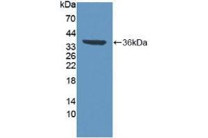 Western blot analysis of recombinant Human VCP. (VCP Antikörper  (AA 125-371))