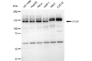Western blotting analysis using CTCF antibody (ABIN7797950). (Rekombinanter CTCF Antikörper)