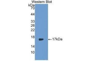 Detection of Recombinant IL17, Rabbit using Monoclonal Antibody to Interleukin 17 (IL17) (IL-17 Antikörper  (AA 21-153))